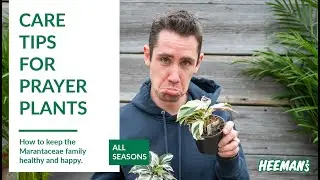 How to Care for a Prayer Plant