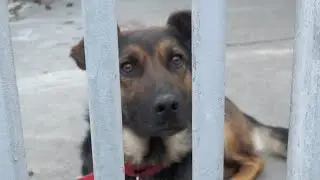 Wrocław. Pieski z Radys gotowe do adopcji [ZOBACZ]