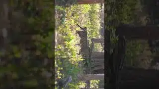 Leopard from kabini #leopard #kabini #nagarhole #viralshort #viralvideos #wildlife #nature
