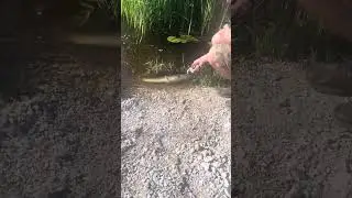 Survivor Boys - PB Bowfin