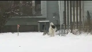 Local lawmakers push Ohio dog tethering laws
