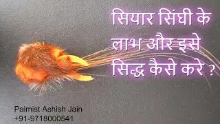 Benefits Of Siyar Singhi | Siyarsinghi | Gidarsinghi | सियारसिंघी के चमत्कारी लाभ