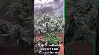 Sour Strawberry by Barney&rsquo;s Farm 🌿 Almost Harvest Time!