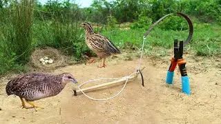 Easy DIY Quail Trap Using Saws And hand // tools Work 100%