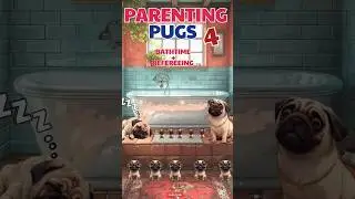 Pug Life (4) - 'Parenting'- &lsquo;Bath time & Tug of War&rsquo; - That will hopefully make you smile 🤞#puglife