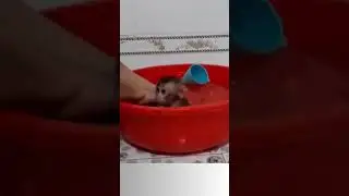 Baby monkey being bathed #Shorts