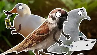 Птицы с оружием