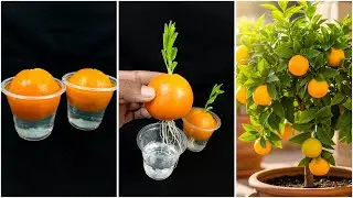 Fruit turn into plant method | How to grow orange plant at home