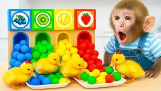 El mono BinBin va a cosechar sand&iacute;as gigantes y rescata a un lindo patito