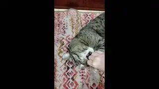 До конца!Кошки. cat