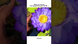 when you remove toxic people from your life #shorts #ytshorts #motivation