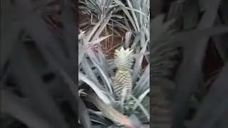 #queen#doublegreen#kerala#fruit#farming#pineapple#loading#anshagro#vital#shorts