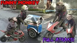 FUNNY MONKEY, TOPENG MONYET VIRAL NAIK MOTOR FULL ATRAKSI