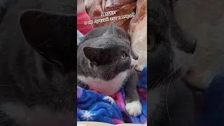 Страшный сон кота #ОльгаРоголева
