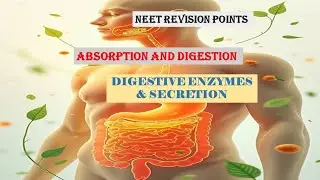 NEET Revision Points-Biology: Digestive Enzymes and Secretions