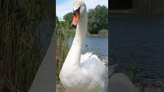 Hissing Swan #Shorts