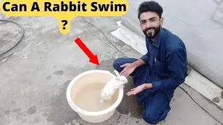 Can A Rabbit Swim In Water ? 🤔 Pets Vlog