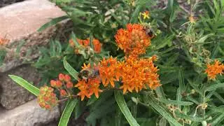 Help Save the Bees - Full Features Landscape & Garden Center
