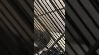 #funny LOVEBIRD falls