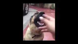 hey, get the fuck outta here dog meme