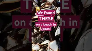 We found THESE creatures on a beach in Japan!  Pelagic Gooseneck Barnacles 🇯🇵 #shorts
