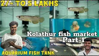 Aquarium fish tank 🫢 60 ₹ முதல் ₹  30000 என்னடா சொல்றீங்க 🤯 Kolathur Fish Market 😱 Part 1