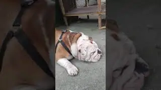 dogs stud service crossing available in banglore english bulldog mail 98808475522 more details call