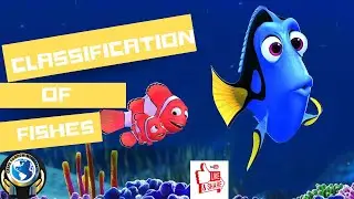 Classification Of Fishes | On the basis of Body shape and function #fish #fishing