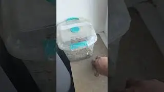 E groasa treaba azk 🤣🤣