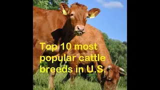 Top 10 most popular cattle breeds in the U.S.