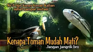 Perawatan Toman Agar Tidak Mudah Mati (Channa Asli Indonesia Bertubuh monster Channa Micropeltes)
