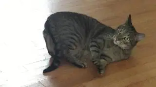 My friend's cat is a nutbag