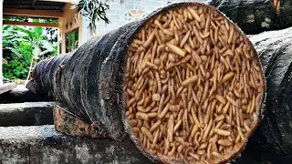 coconut wood!!! making building materials in a coconut sawmill  