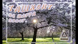 Весна в Ташкенте. Март 2024г.