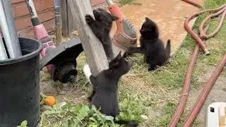 Kittens Playing - Episode 5