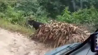 Real Black panther in Nepal