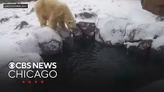 Siku, Lincoln Park Zoo polar bear, is moving to Madison, Wisconsin