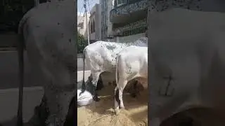mashallah beautiful cow 🐄 😍