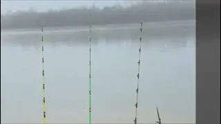 Catfishing On The Bank #live  #fishing #catfish