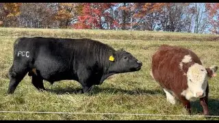 Herd Quitter® Minute - How Much is a PCC® Bull Worth?