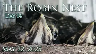 Watch the Robin Family Live  &ndash; Night (May 22, 2025)