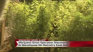 Marijuana grow operation discovered in Detroit warehouse.jpg