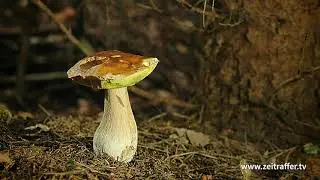 Pousse  d'un C&egrave;pe