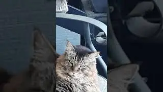 Kitty Cat Lounging