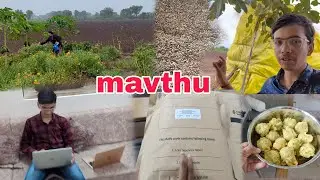 aaje mavtha ni aasar jova madi #farming #rain #mavthu  #vlogger #farminglife #trending