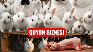 QUYONDAN DAROMAD QILISH SIRLARI QUYON BIZNESS QUYON BOQISH SIRLARI