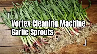 Watch Our Vortex Washer Give Garlic Sprouts A Spa-Like Cleanse!