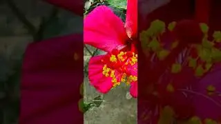 Hibiscus Closeup Video 🤗🌹🌸🌺🦋 || #shorts || @RanGiMixVlogs