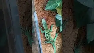 Green tree monitor eating a pinky mouse