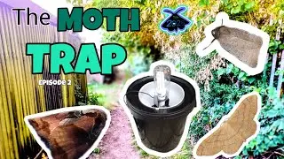 TORIX! and some other moths | The Moth trap Episode 2
